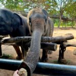 Sophia Thomalla Instagram - Eine Sanctuary für traumatisierte, isolierte und kranke Elefanten aus Koh Samui, die auch gehauen wurden 🥺💔 We are besties now 🥹🐘