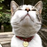 Sophia di Martino Instagram – Today we said goodbye to the greediest, most stubborn, most incredibly cuddly cat I’ve ever met. We are heartbroken and will miss you very much, Dora. Sunbathe in peace little chunk. We love you. ♥️