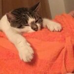 Sophia di Martino Instagram - Today we said goodbye to the greediest, most stubborn, most incredibly cuddly cat I’ve ever met. We are heartbroken and will miss you very much, Dora. Sunbathe in peace little chunk. We love you. ♥️