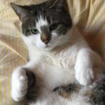 Sophia di Martino Instagram - Today we said goodbye to the greediest, most stubborn, most incredibly cuddly cat I’ve ever met. We are heartbroken and will miss you very much, Dora. Sunbathe in peace little chunk. We love you. ♥️