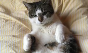 Sophia di Martino Instagram - Today we said goodbye to the greediest, most stubborn, most incredibly cuddly cat I’ve ever met. We are heartbroken and will miss you very much, Dora. Sunbathe in peace little chunk. We love you. ♥️