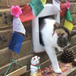 Sophia di Martino Instagram - Today we said goodbye to the greediest, most stubborn, most incredibly cuddly cat I’ve ever met. We are heartbroken and will miss you very much, Dora. Sunbathe in peace little chunk. We love you. ♥️