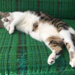 Sophia di Martino Instagram - Today we said goodbye to the greediest, most stubborn, most incredibly cuddly cat I’ve ever met. We are heartbroken and will miss you very much, Dora. Sunbathe in peace little chunk. We love you. ♥️