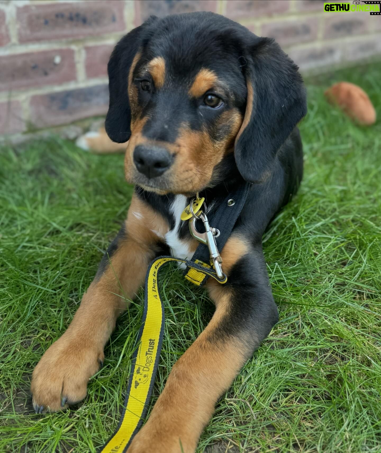 Sophie Lloyd Instagram - Please welcome our gorgeous boy Kobe to the family! Kobe was abandoned with his mum and siblings in Ireland and taken into the care of @dogstrust_cumbria , after hearing his story we drove up to meet him and fell in love so we adopted him the same day! 🖤 He’s the most perfect pup and has so much love to give, We’re so excited for all the adventures we’ll go on and memories we’ll make together. Thankyou so much to @dogstrust for saving Kobe and bringing us together 💛 #dogstrust #dogstrustdog #dogsofinstagram #puppy #puppylove