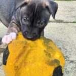 Sophie Lloyd Instagram – Feel so honoured to have been given the opportunity to visit @dogstrust_westlondon this week 🐶 We got to meet some of the incredible dogs in their care as well as the amazing staff and volunteers that dedicate their time to rehabilitating, training & loving these dogs to make sure they’ll find their perfect forever home 💛 
There are so many dogs that need loving homes so make sure you always consider adoption when looking for a new family member 

Olive & Bree (Greyhounds)
Sashta (German Shepard) 

@dogstrust #dogstrust #charity