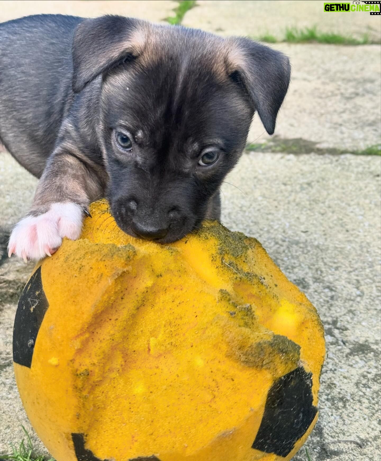 Sophie Lloyd Instagram - Feel so honoured to have been given the opportunity to visit @dogstrust_westlondon this week 🐶 We got to meet some of the incredible dogs in their care as well as the amazing staff and volunteers that dedicate their time to rehabilitating, training & loving these dogs to make sure they’ll find their perfect forever home 💛 There are so many dogs that need loving homes so make sure you always consider adoption when looking for a new family member Olive & Bree (Greyhounds) Sashta (German Shepard) @dogstrust #dogstrust #charity
