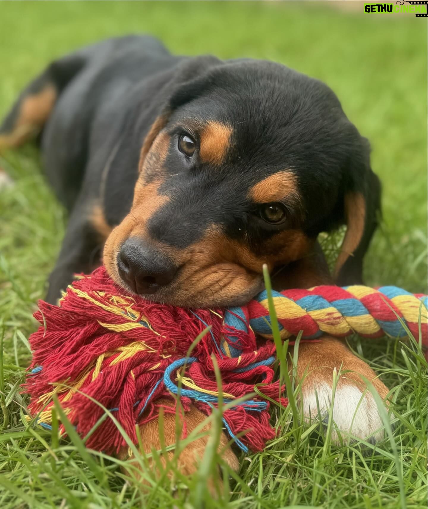 Sophie Lloyd Instagram - Please welcome our gorgeous boy Kobe to the family! Kobe was abandoned with his mum and siblings in Ireland and taken into the care of @dogstrust_cumbria , after hearing his story we drove up to meet him and fell in love so we adopted him the same day! 🖤 He’s the most perfect pup and has so much love to give, We’re so excited for all the adventures we’ll go on and memories we’ll make together. Thankyou so much to @dogstrust for saving Kobe and bringing us together 💛 #dogstrust #dogstrustdog #dogsofinstagram #puppy #puppylove
