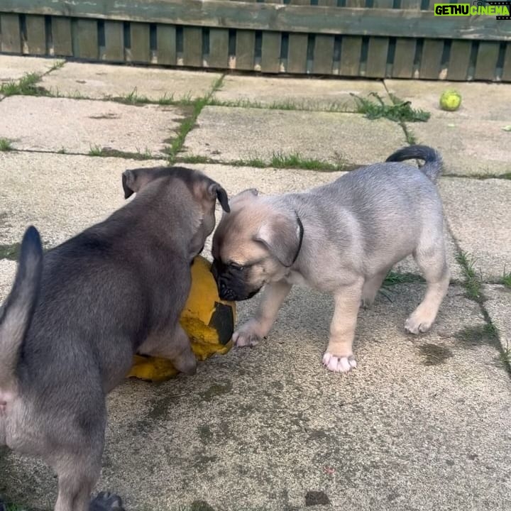 Sophie Lloyd Instagram - Feel so honoured to have been given the opportunity to visit @dogstrust_westlondon this week 🐶 We got to meet some of the incredible dogs in their care as well as the amazing staff and volunteers that dedicate their time to rehabilitating, training & loving these dogs to make sure they’ll find their perfect forever home 💛 There are so many dogs that need loving homes so make sure you always consider adoption when looking for a new family member Olive & Bree (Greyhounds) Sashta (German Shepard) @dogstrust #dogstrust #charity