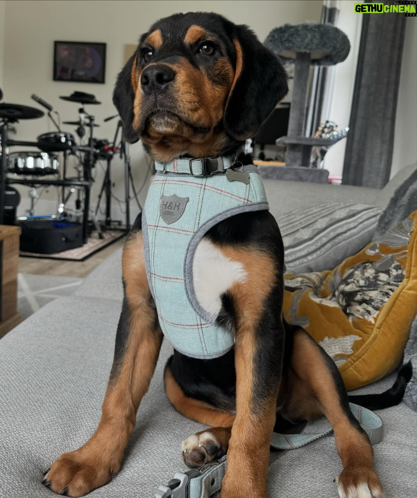 Sophie Lloyd Instagram - Please welcome our gorgeous boy Kobe to the family! Kobe was abandoned with his mum and siblings in Ireland and taken into the care of @dogstrust_cumbria , after hearing his story we drove up to meet him and fell in love so we adopted him the same day! 🖤 He’s the most perfect pup and has so much love to give, We’re so excited for all the adventures we’ll go on and memories we’ll make together. Thankyou so much to @dogstrust for saving Kobe and bringing us together 💛 #dogstrust #dogstrustdog #dogsofinstagram #puppy #puppylove