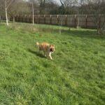 Sophie Lloyd Instagram – Feel so honoured to have been given the opportunity to visit @dogstrust_westlondon this week 🐶 We got to meet some of the incredible dogs in their care as well as the amazing staff and volunteers that dedicate their time to rehabilitating, training & loving these dogs to make sure they’ll find their perfect forever home 💛 
There are so many dogs that need loving homes so make sure you always consider adoption when looking for a new family member 

Olive & Bree (Greyhounds)
Sashta (German Shepard) 

@dogstrust #dogstrust #charity