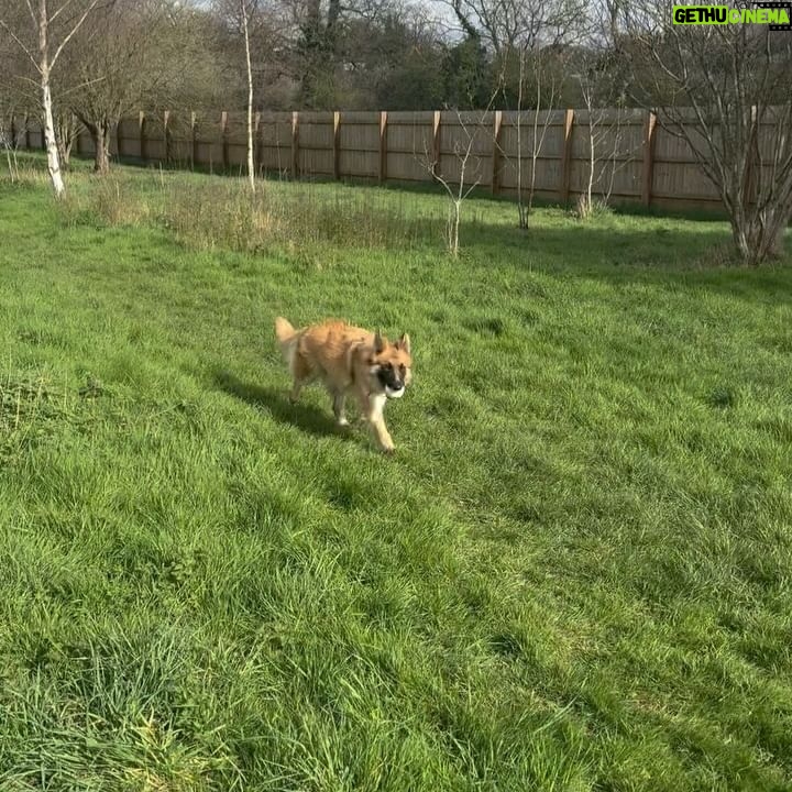 Sophie Lloyd Instagram - Feel so honoured to have been given the opportunity to visit @dogstrust_westlondon this week 🐶 We got to meet some of the incredible dogs in their care as well as the amazing staff and volunteers that dedicate their time to rehabilitating, training & loving these dogs to make sure they’ll find their perfect forever home 💛 There are so many dogs that need loving homes so make sure you always consider adoption when looking for a new family member Olive & Bree (Greyhounds) Sashta (German Shepard) @dogstrust #dogstrust #charity