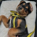 Sophie Lloyd Instagram – Please welcome our gorgeous boy Kobe to the family! Kobe was abandoned with his mum and siblings in Ireland and taken into the care of @dogstrust_cumbria , after hearing his story we drove up to meet him and fell in love so we adopted him the same day! 🖤 He’s the most perfect pup and has so much love to give, We’re so excited for all the adventures we’ll go on and memories we’ll make together. Thankyou so much to @dogstrust for saving Kobe and bringing us together 💛
#dogstrust #dogstrustdog #dogsofinstagram #puppy #puppylove