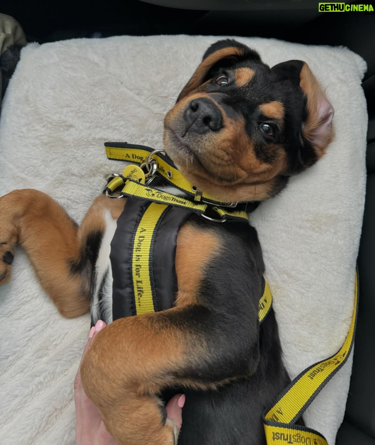 Sophie Lloyd Instagram - Please welcome our gorgeous boy Kobe to the family! Kobe was abandoned with his mum and siblings in Ireland and taken into the care of @dogstrust_cumbria , after hearing his story we drove up to meet him and fell in love so we adopted him the same day! 🖤 He’s the most perfect pup and has so much love to give, We’re so excited for all the adventures we’ll go on and memories we’ll make together. Thankyou so much to @dogstrust for saving Kobe and bringing us together 💛 #dogstrust #dogstrustdog #dogsofinstagram #puppy #puppylove
