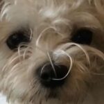 Sophie Marceau Instagram - "LES DENTS DE LEETCHI" 🐶 Bonne année à tous !! Prenons soin de ceux qu'on aime et des autres, de notre terre et du vivant ! Love 2017
