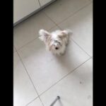 Sophie Marceau Instagram – 4ème et dernier épisode : SP.A.DOPTEZ ! Un chien de traîneau, quand il y aura plus d essence ça pourra servir 😜 !