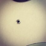 Sophie Marceau Instagram – Un petit truc pour ne plus avoir peur des araignées…! En acheter une grosse en plastique qu on laisse traîner au hasard! 😱😱😱