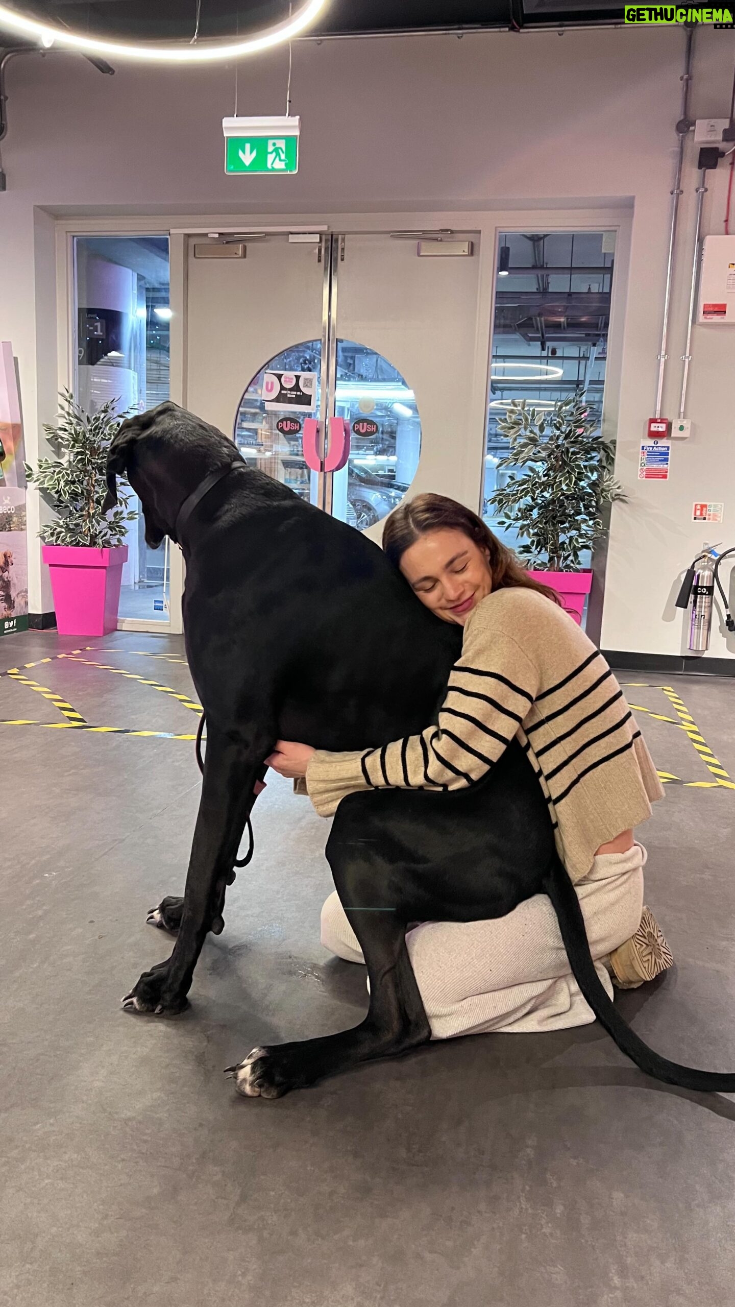 Sophie Skelton Instagram - So grateful to the incredible @urbanmuttshotels team for always taking such good care of my boy 🥹 🐾