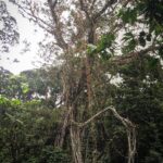 Sreenath Bhasi Instagram - The Roots.