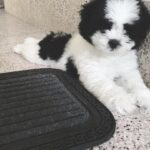 Sreenath Bhasi Instagram - PUPSKY ❤️