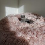 Stéphanie Clerbois Instagram – Il n’y a pas que nous qui aimons notre Beanbag VETSAK… Tisha aussi!🐈‍⬛☁️

Belle après-midi à vous.

@vetsak 
@shalimar_thescottish