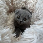 Stéphanie Clerbois Instagram - Good morning.🤍 #scottishfold