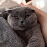 Stéphanie Clerbois Instagram - RELAX 🤍🐈‍⬛