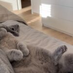 Stéphanie Clerbois Instagram - RELAX 🤍🐈‍⬛