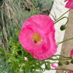 Stana Katic Instagram - I’m having a Poppy Sunday. #Howboutchu ? #GonnaGoDrinkSomeAshwagandhaCacaoToMakeItEvenBetter… #AsIfThatWasPossible #HippyDippyDooooo 🤪
