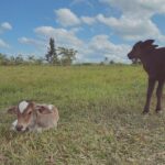 Stefany Vaz Instagram – ei! é maria cláudia 🐮♥︎