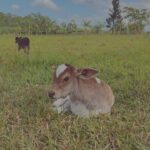 Stefany Vaz Instagram – ei! é maria cláudia 🐮♥︎