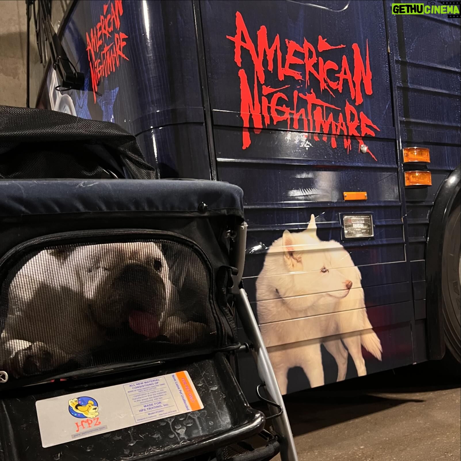 Stephanie Bell Instagram - The best furbabies in the locker room 💙💙 @americannightmarecody #Pharaoh #Jolene #WWE #WWEPets