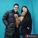 Stephanie Lee Instagram - 며칠 전 저희 코리안독스에서 60마리가 넘는 번식장 아이들을 1차 2차 3차에 걸쳐 구조했고, 그 중 3차 마지막 구조현장에서는 평소 유기견 아이들에게 마음이 남다른 다니엘 헤니씨와 @danielhenney 스테파니리씨가 @stephanielee199 함께 하였습니다. 구조를 함께 도와주시고 또 아이들 입양에 도움이 될수있도록 프로필 사진을 찍어주신 두분께 진심으로 감사드려요❤ ⠀⠀⠀⠀⠀ ------------------------------------------------------------------------------------------- ⠀⠀⠀⠀⠀ 🌸이름 : 파피 (갈색 푸들) 성별 : 여아 (중성화 完) 나이 : 6세 이상 추정 몸무게 : 4kg 처음 보는 사람에게도 무한 애정을 보내주는 사랑스러운 아이! 에너지도 엄청 넘침! 파피와 매일매일 신나는 산책을 즐겨줄 수 있는 엄마 아빠를 찾습니다! 🌸이름 : 맥스 (요크셔테리어/사진왼쪽) 성별 : 여아 (중성화 完) 나이 : 6세 이상 추정 몸무게 : 4kg 낯을 가려서 처음 보는 사람에겐 겁을 좀 내요. 하지만 그만큼 순한 성격을 가진 아이랍니다. 맘 아프게도 오랜 뜬 장 생활로 등이 살~짝 굽어 있어요. 더 이상 상처받지 않게 곁에서 잘 보살펴줄 분을 찾아요! 🌸이름 : 튼튼이 (말티즈 믹스) 성별 : 남아 나이 : 7세 이상 추정 몸무게 : 4kg 뜬 장에서 힘든 생활을 짐작할 수 있게 마르고 약해진 모습이 맘을 아프게 해요. 구조된 후 하루하루가 다르게 힘을 회복하고 있지만, 따뜻한 보금자리에서 사랑을 받으면 더 빨리 회복할 거 같아요! ⠀⠀⠀⠀⠀ ⠀⠀⠀⠀⠀ #레인보우쉼터 #다니엘헤니 #스테파니리 #코리안독스
