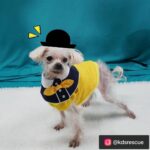 Stephanie Lee Instagram - 며칠 전 저희 코리안독스에서 60마리가 넘는 번식장 아이들을 1차 2차 3차에 걸쳐 구조했고, 그 중 3차 마지막 구조현장에서는 평소 유기견 아이들에게 마음이 남다른 다니엘 헤니씨와 @danielhenney 스테파니리씨가 @stephanielee199 함께 하였습니다. 구조를 함께 도와주시고 또 아이들 입양에 도움이 될수있도록 프로필 사진을 찍어주신 두분께 진심으로 감사드려요❤ ⠀⠀⠀⠀⠀ ------------------------------------------------------------------------------------------- ⠀⠀⠀⠀⠀ 🌸이름 : 파피 (갈색 푸들) 성별 : 여아 (중성화 完) 나이 : 6세 이상 추정 몸무게 : 4kg 처음 보는 사람에게도 무한 애정을 보내주는 사랑스러운 아이! 에너지도 엄청 넘침! 파피와 매일매일 신나는 산책을 즐겨줄 수 있는 엄마 아빠를 찾습니다! 🌸이름 : 맥스 (요크셔테리어/사진왼쪽) 성별 : 여아 (중성화 完) 나이 : 6세 이상 추정 몸무게 : 4kg 낯을 가려서 처음 보는 사람에겐 겁을 좀 내요. 하지만 그만큼 순한 성격을 가진 아이랍니다. 맘 아프게도 오랜 뜬 장 생활로 등이 살~짝 굽어 있어요. 더 이상 상처받지 않게 곁에서 잘 보살펴줄 분을 찾아요! 🌸이름 : 튼튼이 (말티즈 믹스) 성별 : 남아 나이 : 7세 이상 추정 몸무게 : 4kg 뜬 장에서 힘든 생활을 짐작할 수 있게 마르고 약해진 모습이 맘을 아프게 해요. 구조된 후 하루하루가 다르게 힘을 회복하고 있지만, 따뜻한 보금자리에서 사랑을 받으면 더 빨리 회복할 거 같아요! ⠀⠀⠀⠀⠀ ⠀⠀⠀⠀⠀ #레인보우쉼터 #다니엘헤니 #스테파니리 #코리안독스