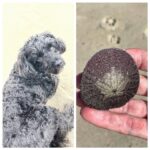 Stephanie Pratt Instagram - Rabbit. Rabbit. Rabbit! Best luck 🍀 for a healthy September to all of you❤️ I just found the most BEAUTIFUL Sand Dollar!!!! 😍😍😍 WOW 🤩 ( I swear saying rabbit,rabbit,rabbit out loud brings you good luck today) 💖