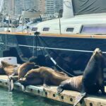 Stephanie Pratt Instagram - Sea Lion heaven 😍🥰 I think in my next life I want to be a marine biologist 👩🏼‍🔬🤩