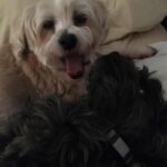 Stephanie Pratt Instagram - We lost our best friend Charlie in 2023. When I play old videos of them playing, max cries and paws at my phone. Charlie was the absolute sweetest dog. On Christmas morning 2022 he woke up completely blind. His last year on earth was absolutely miserable for all of us… he was so strong. And we kept him as happy as possible until he left us for doggy heaven. All of our hearts are still broken. Hopefully 2024 brings more peace. 🐾🐾🐾😇