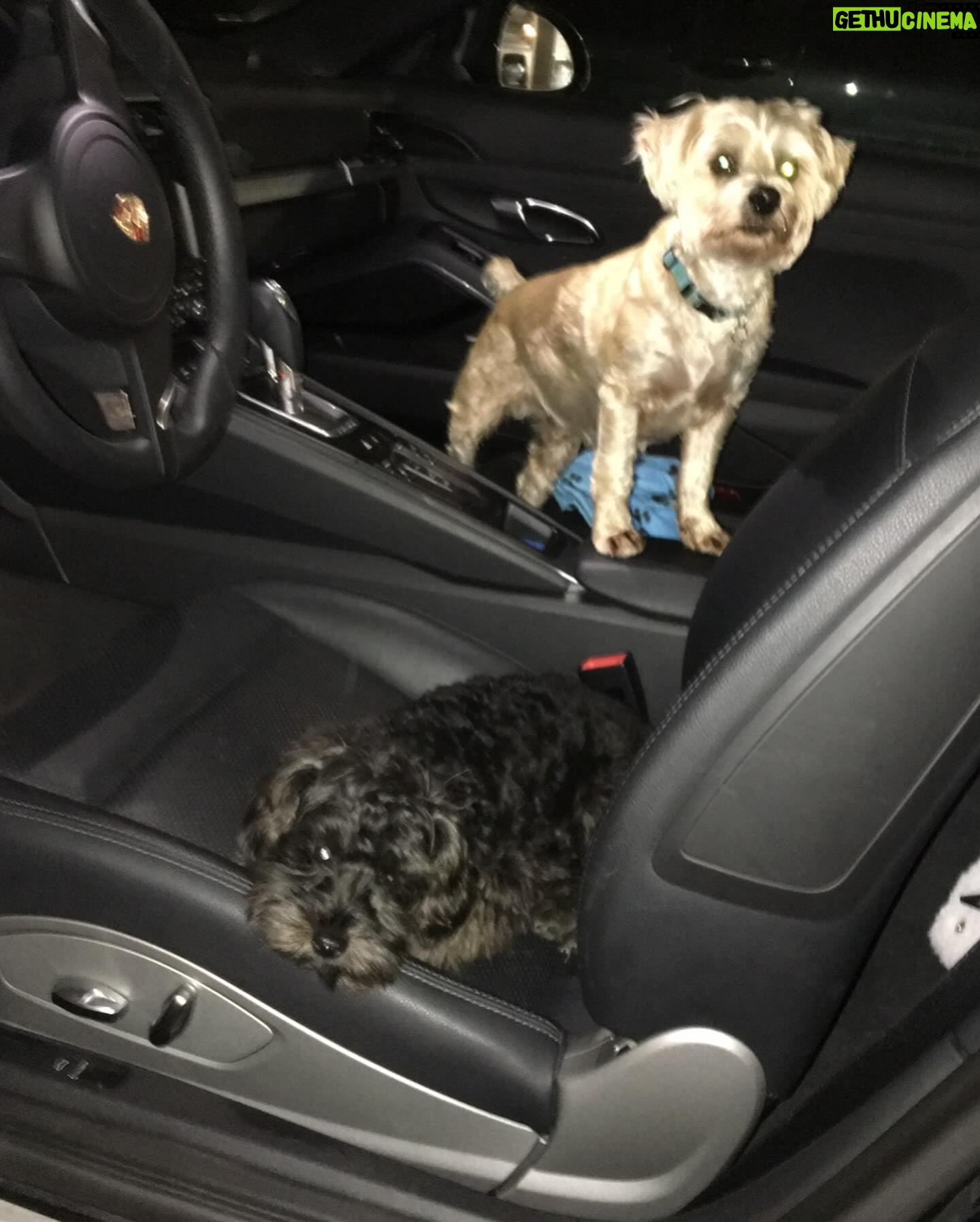 Stephanie Pratt Instagram - We lost our best friend Charlie in 2023. When I play old videos of them playing, max cries and paws at my phone. Charlie was the absolute sweetest dog. On Christmas morning 2022 he woke up completely blind. His last year on earth was absolutely miserable for all of us… he was so strong. And we kept him as happy as possible until he left us for doggy heaven. All of our hearts are still broken. Hopefully 2024 brings more peace. 🐾🐾🐾😇