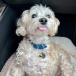 Stephanie Pratt Instagram - In Nov 2020, my dog Charlie only had a few days to live. Miraculously he is still with us but completely blind now. Life is a lot harder for him but Look how happy he is!! I totally believe he knows he almost died & is so happy he’s here❤️❤️❤️ I AM SO HAPPY he’s here!! what a cutie pie 🥰!!! Altogether our family has 10 dogs 😆🐶💕🐶☺️❤️🐶