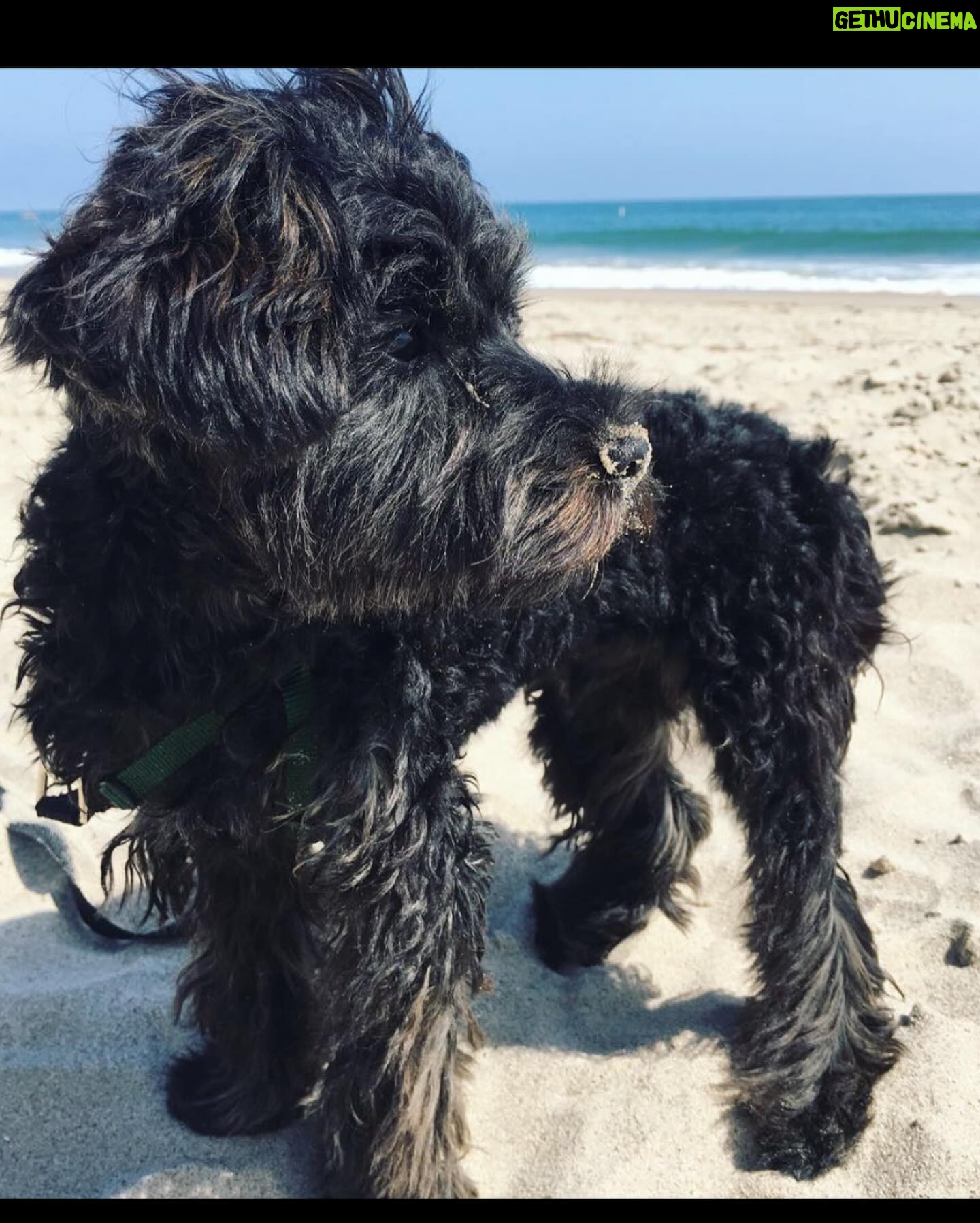 Stephanie Pratt Instagram - Happy New Year!!!! And Happy 6th Birthday to my little noodle head named Max ❤️🐶 he’s the best boy I’ve met from Essex 😂. My best friend and my favorite travel buddy ❤️ he’s with me literally every second and has been on about 40 flights with me in the past 7 years & He has permanent shotgun in my car 🚗. If I’m not his pillow, he’s mine for every nap and night. He is the greatest gift everyday. ❤️❤️❤️❤️❤️❤️❤️❤️ you guys noticed his tag says Henry… when I filed his paperwork I chose the name Henry, but when I brought him home… he seemed much more like a “Max.” I actually named him after “Max Burger” in Sweden- bc it was the best burger 🍔 I’ve ever had 😂🤣😂. So officially on his passport is Max Henry 😂🥰