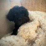 Stephanie Pratt Instagram - Max 🐾