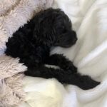 Stephanie Pratt Instagram - Night night noodle 🥰