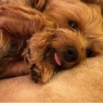 Stephanie Pratt Instagram - The world is a sadder place without you. My final moments with my little girl, Keke. She fought so hard with her Little pacemaker. 11-27-18 absolutely shattered