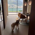 Stephanie Shepherd Instagram - binx’s big adventure 🥲