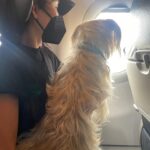 Stephanie Shepherd Instagram - binx’s big adventure 🥲