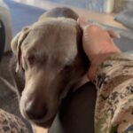 Steve Austin Instagram - Coffee with Moolah. #dogsofinstagram #dog #doglover #labrador #silverlab #coffee #goodmorning #brokenskullranch