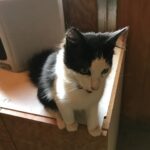 Steve Austin Instagram – Baby Pancho #tbt
#cat #catsofinstagram