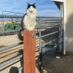 Steve Austin Instagram – Pancho. 
#cat #cats #catsofinstagram