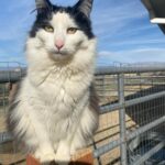 Steve Austin Instagram – Pancho. 
#cat #cats #catsofinstagram