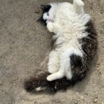 Steve Austin Instagram – Pancho. 
#cat #cats #catsofinstagram