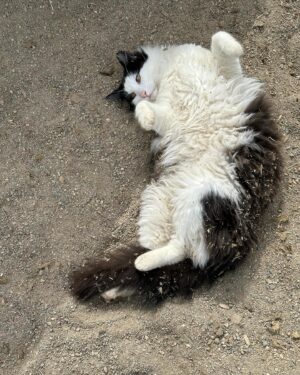 Steve Austin Instagram - Pancho. 
#cat #cats #catsofinstagram